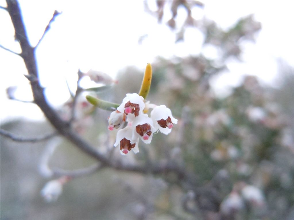 Erica arborea